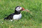 Atlantic Puffinborder=